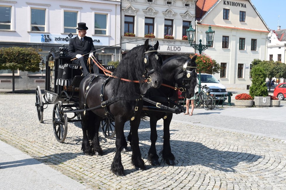 Ozdobou spřežení je vždy fríský kůň, nejstarší evropské plemeno.