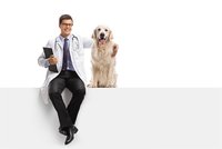 Děsí vás platby za služby veterináře? Pomůže zvířecí zdravotní pojištění