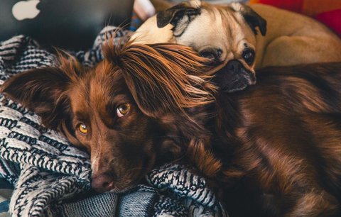 Pojištění psů a koček: Pojišťovna uhradí veterináře i způsobenou škodu