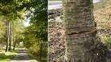 Inspekce zastavila kácení aleje na Vsetínsku: Stromy někdo podřezal, musely k zemi