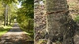 Inspekce zastavila kácení aleje na Vsetínsku: Stromy někdo podřezal, musely k zemi