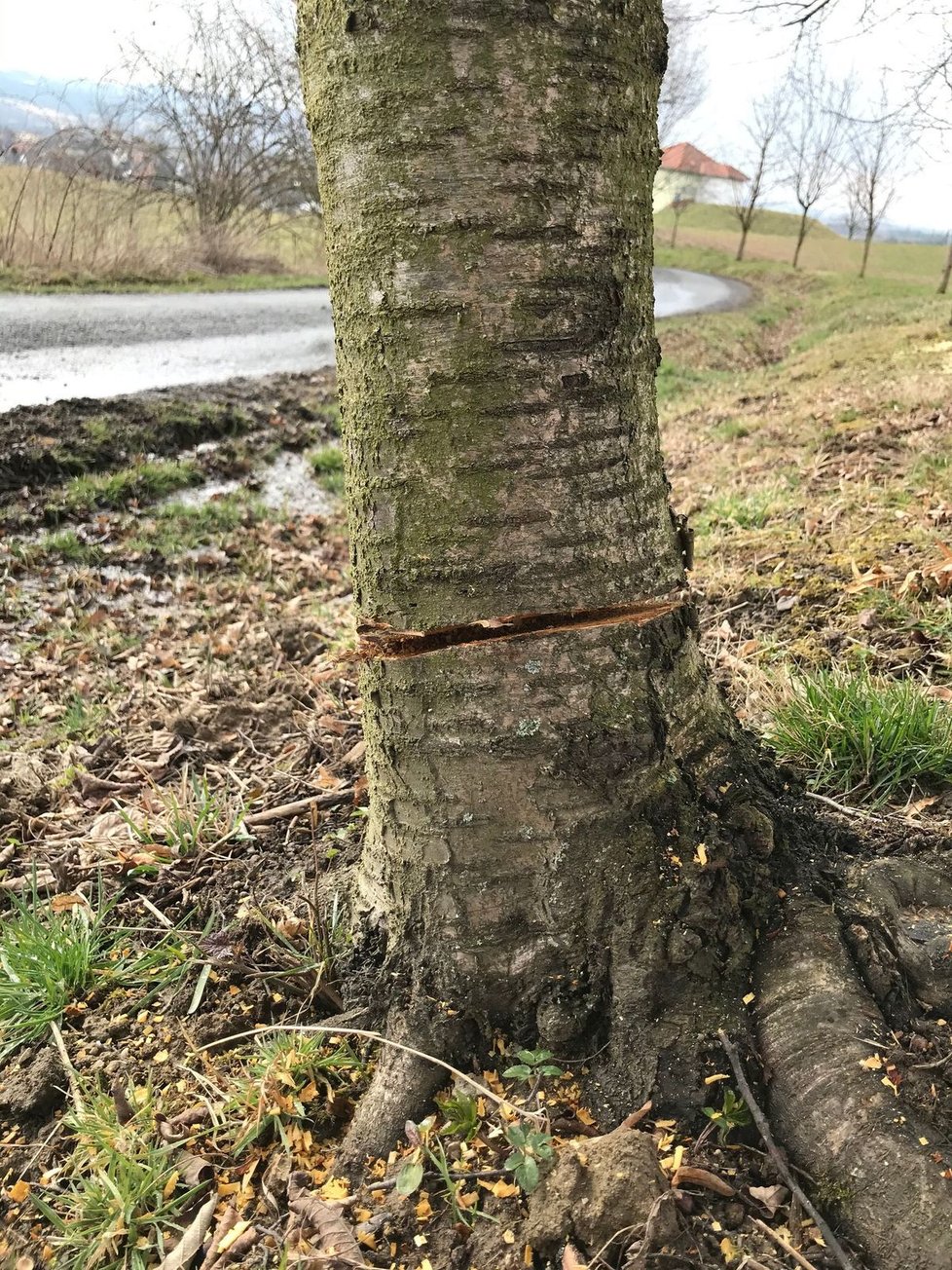 A takto dopadly stromy po řádění nejspíše několika „dřevorubců“. Nemají šanci přežít.