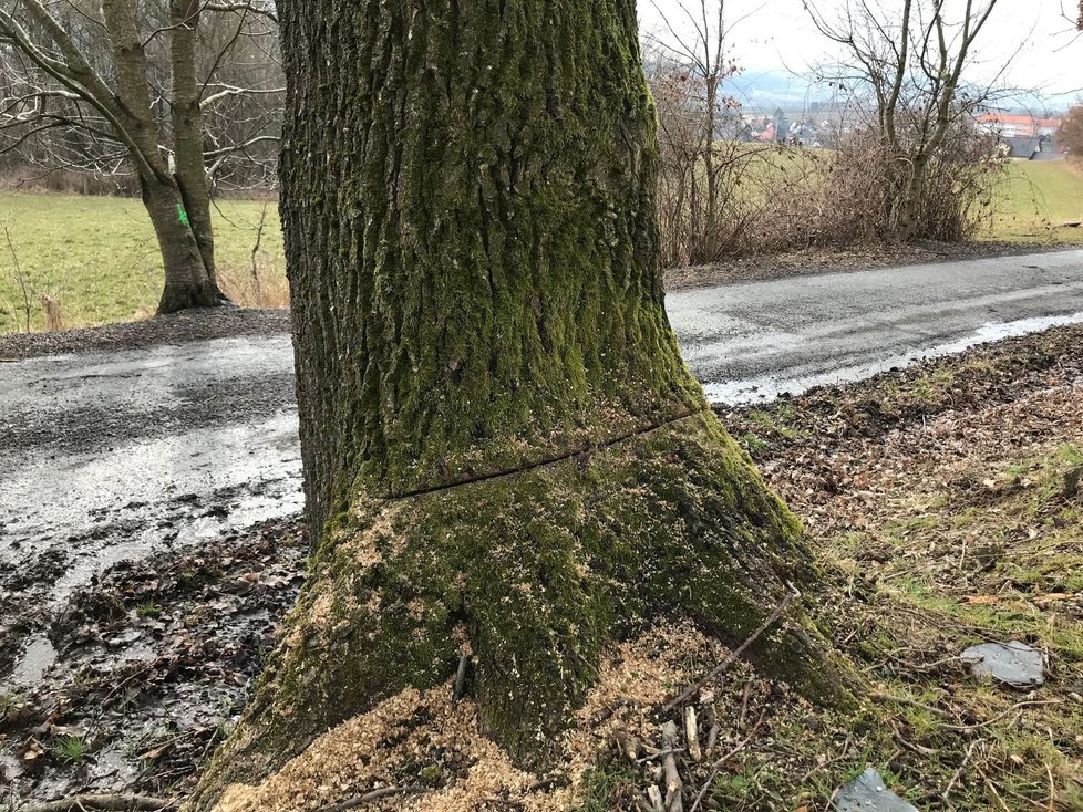 A takto dopadly stromy po řádění nejspíše několika „dřevorubců“. Nemají šanci přežít.