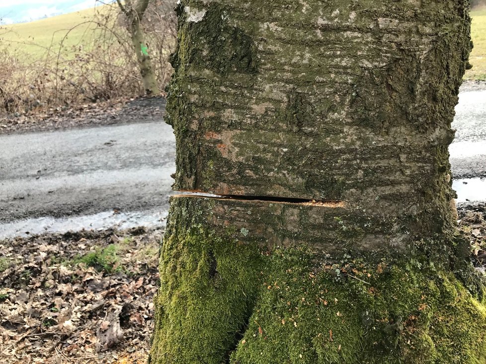 A takto dopadly stromy po řádění nejspíše několika „dřevorubců“. Nemají šanci přežít.