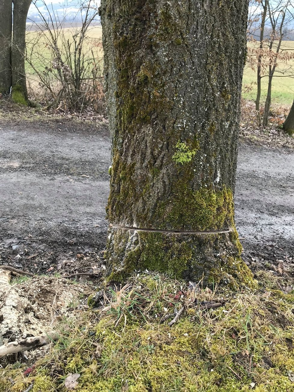 A takto dopadly stromy po řádění nejspíše několika „dřevorubců“. Nemají šanci přežít.