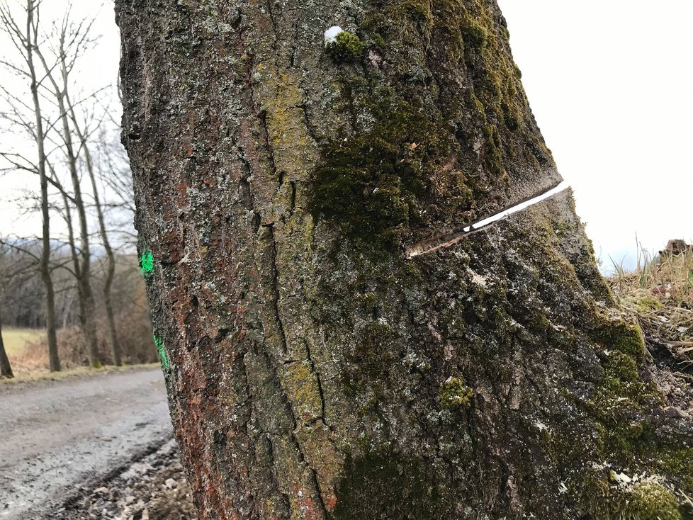 A takto dopadly stromy po řádění nejspíše několika „dřevorubců“. Nemají šanci přežít.