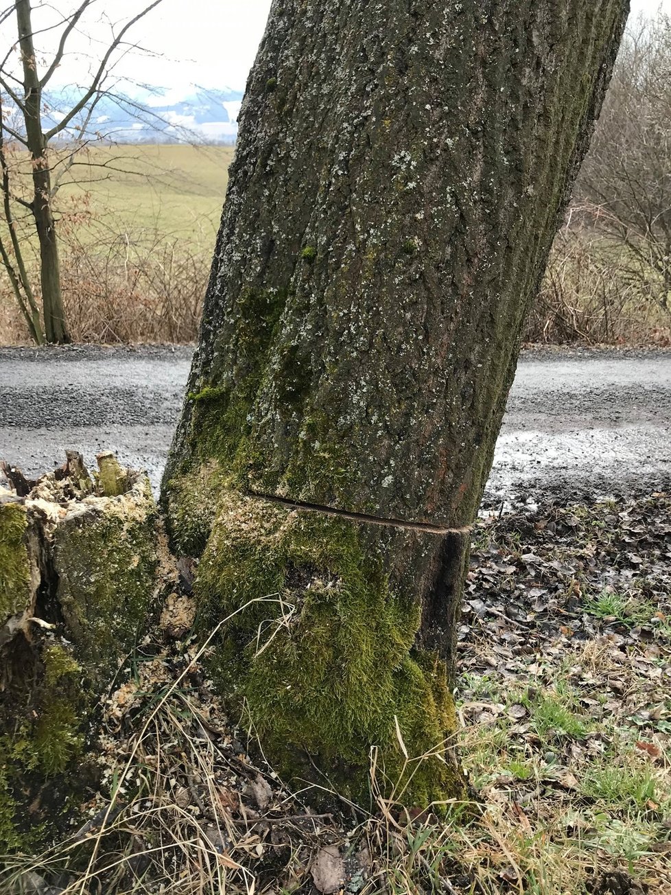 A takto dopadly stromy po řádění nejspíše několika „dřevorubců“. Nemají šanci přežít.