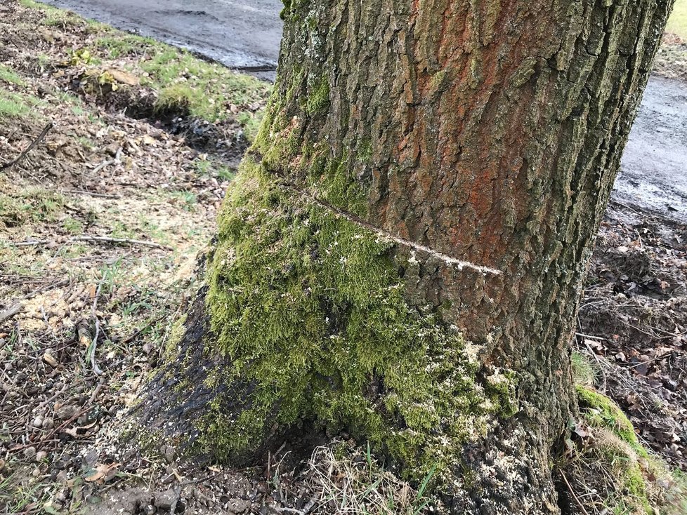 A takto dopadly stromy po řádění nejspíše několika „dřevorubců“. Nemají šanci přežít.