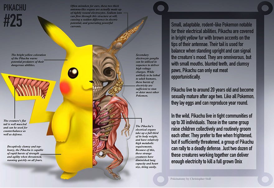 Anatomie Pokémonů a účel jejich orgánů