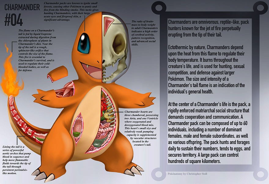 Anatomie Pokémonů a účel jejich orgánů