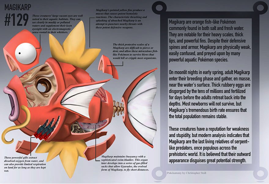 Anatomie Pokémonů a účel jejich orgánů