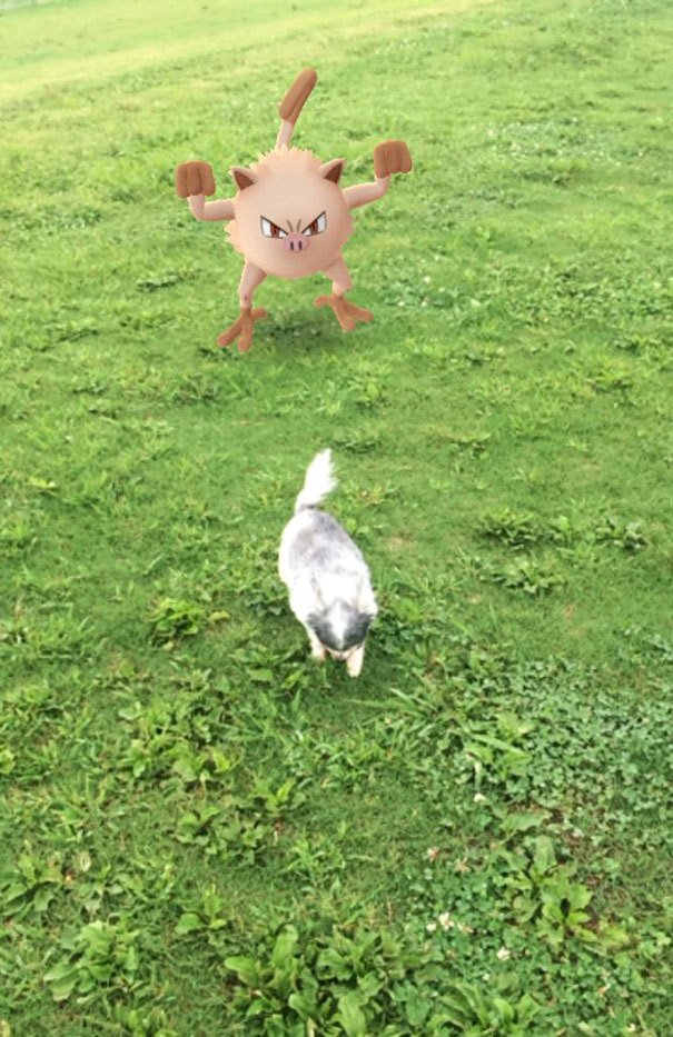 Veganům v zahraničí se chytání pokémonů nelíbí. Český hra nevadí.