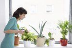 Pokojové rostliny dokážou doma i v kanceláři vstřebat mnoho škodlivin.