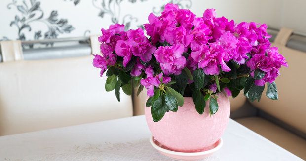 Azalka patří mezi nejoblíbenější zimní kvetoucí pokojovky.