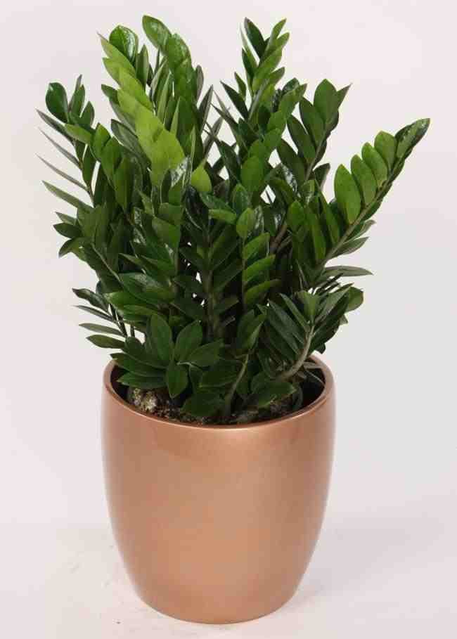 Zamioculcas