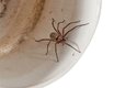 Pokoutník stepní je jeden z druhů pavouků, které žijí v našich domovech