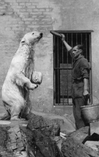 Medvědice Polárka byla v pražské zoo velmi populární.  