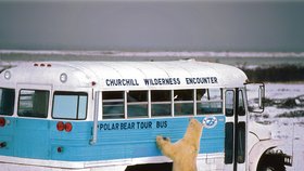 V takových autobusech vozí v městečku Churchill turisty na výlety do medvědích kolonií.