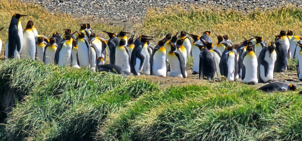 Tučňáci v záběru ornitologa z expedice Antarktida 2023-24 mířící na instalaci CZ*ECO Nelson. Fotka byla pořízena v jižním Chile.