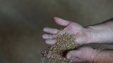 V ukrajinském obilí byly stopy pesticidů. Slováci zakázali jeho zpracování i prodej