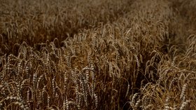 Pšeničné pole v Žurivce na Ukrajině (23. 7. 2022)