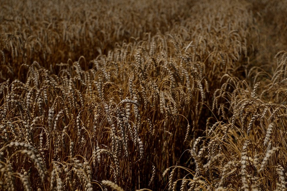 Pšeničné pole v Žurivce na Ukrajině (23. 7. 2022).