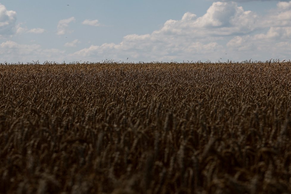 Pšeničné pole v Žurivce na Ukrajině (23. 7. 2022).