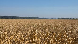 Německá vláda dá zemědělcům za škody způsobené suchem až 170 milionů eur