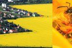 Světové populaci včel by mělo pomoci více řepky na polích, míní odbornice
