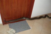 Největší had světa se plazil po chodbě v pražském paneláku!