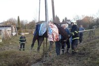 Hasiči a policisté u Říčan vytahovali zapadlého koně