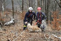 Hasiči zachránili psa, ten byl uvězněný ve skalním masivu