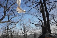 Ústečtí strážníci sundali ze stromu uvízlého paraglidistu
