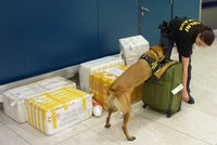 Bankovky na letišti v Ruzyni vyčenichá služební pes