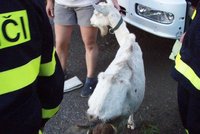 Hasiči zachraňovali kozu, která uvízla v jímce
