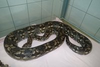 Obyvatele bytu na Praze 11 překvapil metr a půl dlouhý had