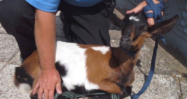 Strážníci v Pardubicích odchytávali kozu