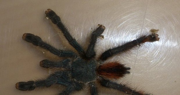 V zásilce dřeva z Brazílie nalezli v Praze pavouka