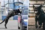 Policejní pes Bruno zaznamenal úspěch při první akci.