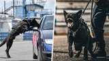 Policejní pes Bruno zazářil během své první akce: Vyčenichal hledaného muže z České Lípy!