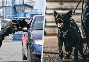 Policejní pes Bruno zaznamenal úspěch při první akci.