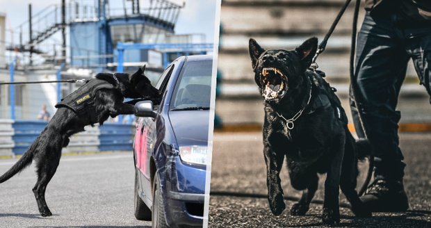 Policejní pes Bruno zazářil během své první akce: Vyčenichal hledaného muže z České Lípy!