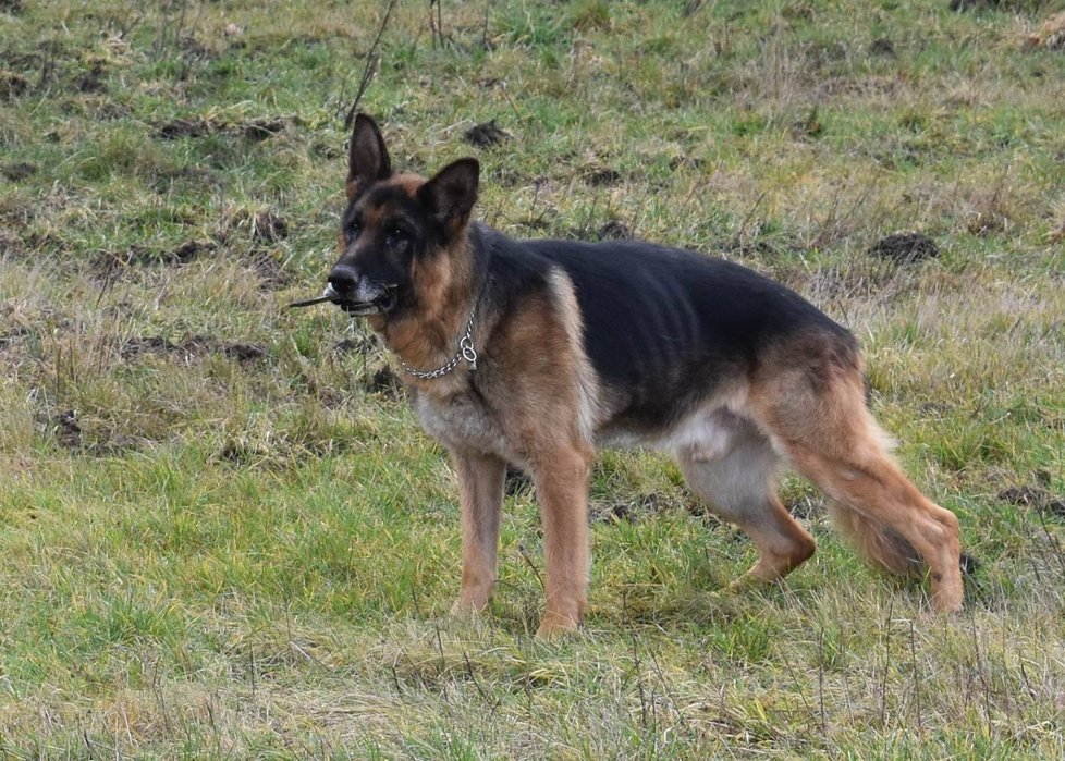 Ethor (11) byl dlouhá léta policejním psem, teď už si rok užívá zaslouženého důchodu.