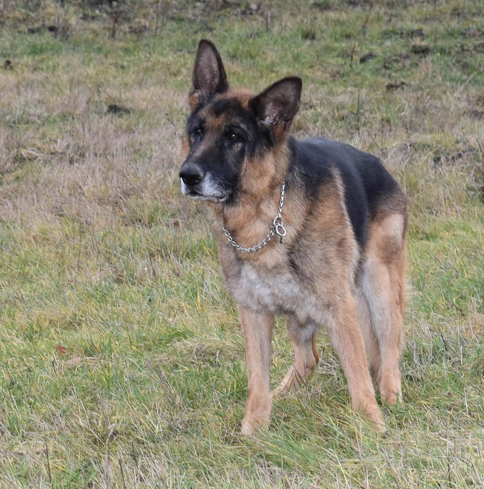 Ethor (11) byl dlouhá léta policejním psem, teď už si rok užívá zaslouženého důchodu.