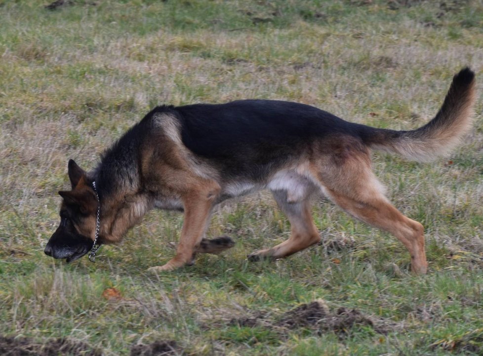 Ethor (11) byl dlouhá léta policejním psem, teď už si rok užívá zaslouženého důchodu.