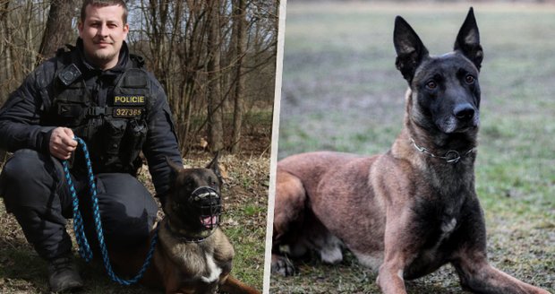 Policejní psi Cheréz a Mack slaví velké úspěchy: Vyčmuchali zloděje a hledaného muže!