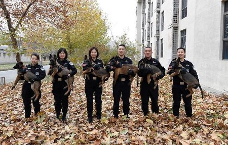 Šestici klonovaných belgických vlčáků přivítal mezi sebou pekingský policejní sbor.