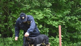 S výcvikem policejních psů se začíná odmalička. Policejní štěně Bred cvičí formou hry se svým psovodem Jaroslavem Komárkem.