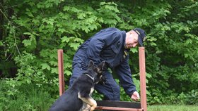 S výcvikem policejních psů se začíná odmalička. Policejní štěně Bred cvičí formou hry se svým psovodem Jaroslavem Komárkem.