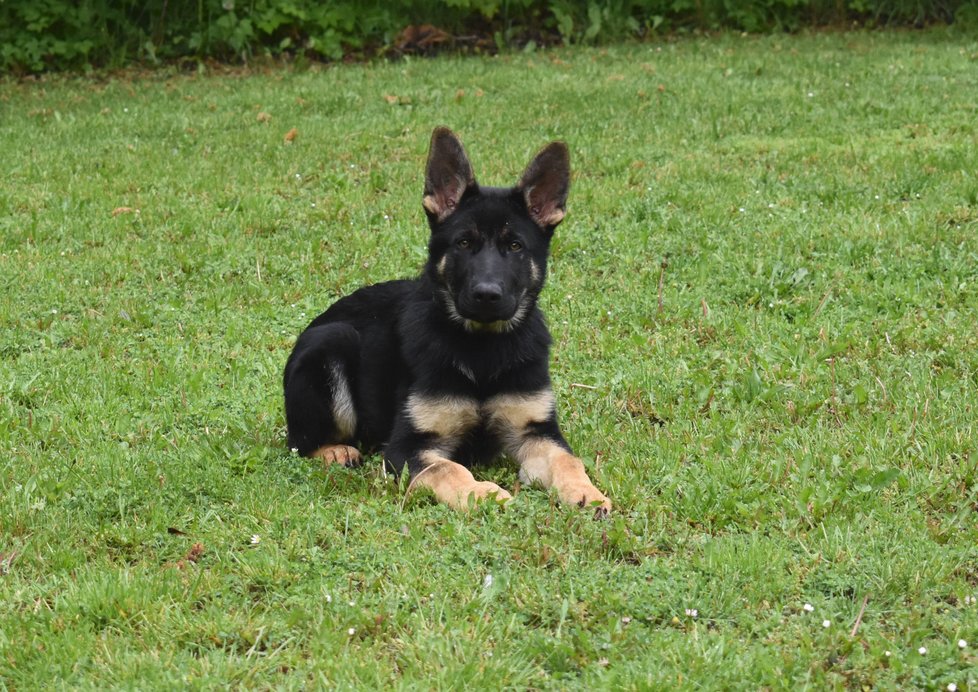 Policejní štěně Bred (4 měsíce) bude všestranný pes pro výjezdovou činnost.